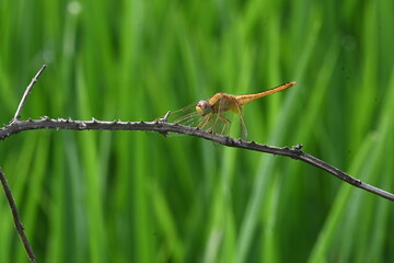 Scarlet skimmer dragonfly. Its common names ruddy marsh skimmer and Crocothemis servilia. This is a species of dragonfly of the family Libellulidae, native to east and southeast Asia. 