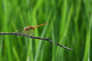 Scarlet skimmer dragonfly. Its common names ruddy marsh skimmer and Crocothemis servilia. This is a species of dragonfly of the family Libellulidae, native to east and southeast Asia. 