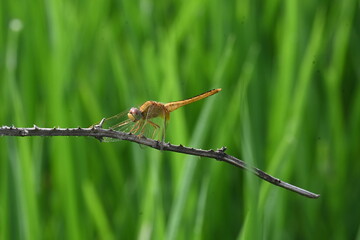 Scarlet skimmer dragonfly. Its common names ruddy marsh skimmer and Crocothemis servilia. This is a species of dragonfly of the family Libellulidae, native to east and southeast Asia. 