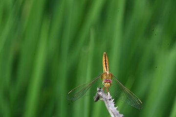 Scarlet skimmer dragonfly. Its common names ruddy marsh skimmer and Crocothemis servilia. This is a species of dragonfly of the family Libellulidae, native to east and southeast Asia. 