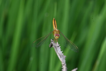 Scarlet skimmer dragonfly. Its common names ruddy marsh skimmer and Crocothemis servilia. This is a species of dragonfly of the family Libellulidae, native to east and southeast Asia. 