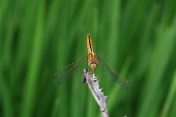 Scarlet skimmer dragonfly. Its common names ruddy marsh skimmer and Crocothemis servilia. This is a species of dragonfly of the family Libellulidae, native to east and southeast Asia. 