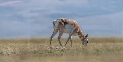 Antilocapra in the field