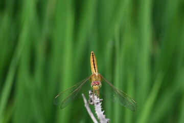 Scarlet skimmer dragonfly. Its common names ruddy marsh skimmer and Crocothemis servilia. This is a species of dragonfly of the family Libellulidae, native to east and southeast Asia. 