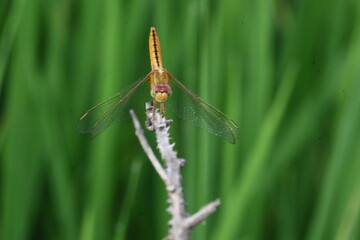 Scarlet skimmer dragonfly. Its common names ruddy marsh skimmer and Crocothemis servilia. This is a species of dragonfly of the family Libellulidae, native to east and southeast Asia. 