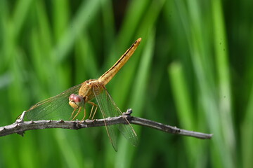 Scarlet skimmer dragonfly. Its common names ruddy marsh skimmer and Crocothemis servilia. This is a species of dragonfly of the family Libellulidae, native to east and southeast Asia. 