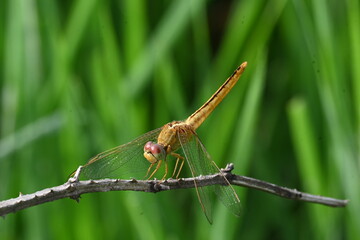 Scarlet skimmer dragonfly. Its common names ruddy marsh skimmer and Crocothemis servilia. This is a species of dragonfly of the family Libellulidae, native to east and southeast Asia. 