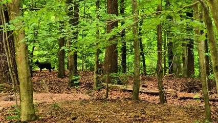 Obraz premium A beautifully serene green forest that is rich in diverse wildlife and thriving flora