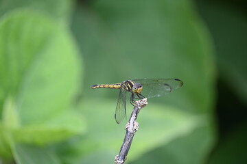 Scarlet skimmer dragonfly. Its common names ruddy marsh skimmer and Crocothemis servilia. This is a species of dragonfly of the family Libellulidae, native to east and southeast Asia. 