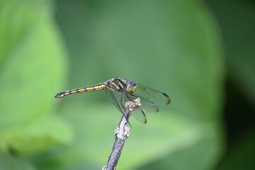 Scarlet skimmer dragonfly. Its common names ruddy marsh skimmer and Crocothemis servilia. This is a species of dragonfly of the family Libellulidae, native to east and southeast Asia. 