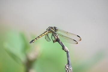 Scarlet skimmer dragonfly. Its common names ruddy marsh skimmer and Crocothemis servilia. This is a species of dragonfly of the family Libellulidae, native to east and southeast Asia. 
