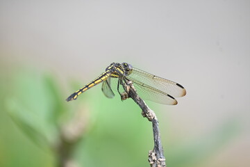 Scarlet skimmer dragonfly. Its common names ruddy marsh skimmer and Crocothemis servilia. This is a species of dragonfly of the family Libellulidae, native to east and southeast Asia. 