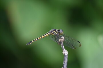 Scarlet skimmer dragonfly. Its common names ruddy marsh skimmer and Crocothemis servilia. This is a species of dragonfly of the family Libellulidae, native to east and southeast Asia. 