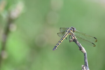Scarlet skimmer dragonfly. Its common names ruddy marsh skimmer and Crocothemis servilia. This is a species of dragonfly of the family Libellulidae, native to east and southeast Asia. 