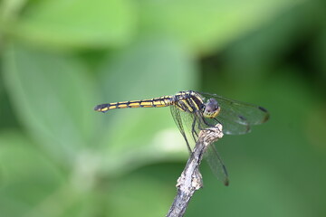 Scarlet skimmer dragonfly. Its common names ruddy marsh skimmer and Crocothemis servilia. This is a species of dragonfly of the family Libellulidae, native to east and southeast Asia. 