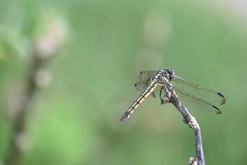 Scarlet skimmer dragonfly. Its common names ruddy marsh skimmer and Crocothemis servilia. This is a species of dragonfly of the family Libellulidae, native to east and southeast Asia. 