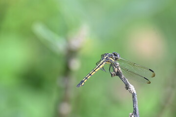 Scarlet skimmer dragonfly. Its common names ruddy marsh skimmer and Crocothemis servilia. This is a species of dragonfly of the family Libellulidae, native to east and southeast Asia. 