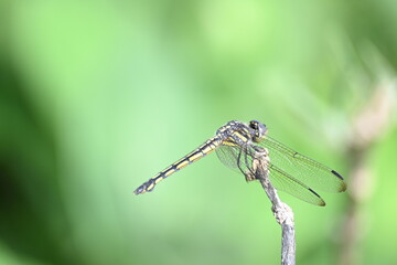 Scarlet skimmer dragonfly. Its common names ruddy marsh skimmer and Crocothemis servilia. This is a species of dragonfly of the family Libellulidae, native to east and southeast Asia. 