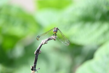 Scarlet skimmer dragonfly. Its common names ruddy marsh skimmer and Crocothemis servilia. This is a species of dragonfly of the family Libellulidae, native to east and southeast Asia. 