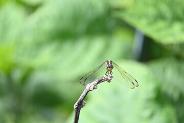 Scarlet skimmer dragonfly. Its common names ruddy marsh skimmer and Crocothemis servilia. This is a species of dragonfly of the family Libellulidae, native to east and southeast Asia. 