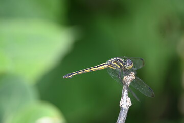 Scarlet skimmer dragonfly. Its common names ruddy marsh skimmer and Crocothemis servilia. This is a species of dragonfly of the family Libellulidae, native to east and southeast Asia. 