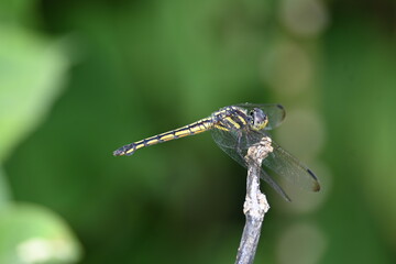 Scarlet skimmer dragonfly. Its common names ruddy marsh skimmer and Crocothemis servilia. This is a species of dragonfly of the family Libellulidae, native to east and southeast Asia. 