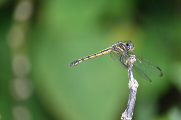 Scarlet skimmer dragonfly. Its common names ruddy marsh skimmer and Crocothemis servilia. This is a species of dragonfly of the family Libellulidae, native to east and southeast Asia. 