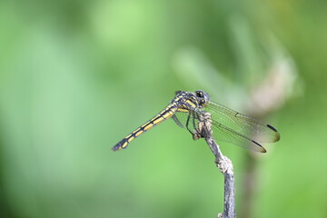 Scarlet skimmer dragonfly. Its common names ruddy marsh skimmer and Crocothemis servilia. This is a species of dragonfly of the family Libellulidae, native to east and southeast Asia. 