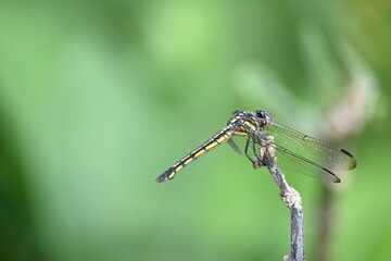 Scarlet skimmer dragonfly. Its common names ruddy marsh skimmer and Crocothemis servilia. This is a species of dragonfly of the family Libellulidae, native to east and southeast Asia. 