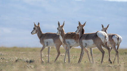 Group of Antilocapra in the field