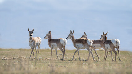 Group of Antilocapra in the field
