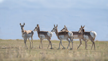 Group of Antilocapra in the field