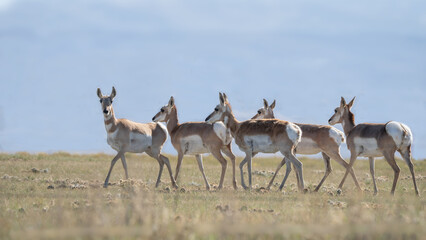 Group of Antilocapra in the field