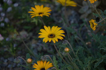 Bright yellow dandelions blossom in the spring meadow grass