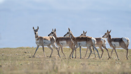 Group of Antilocapra in the field