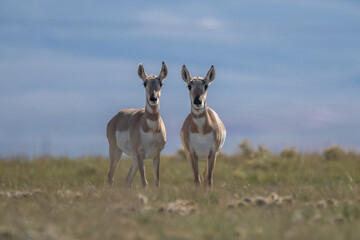 couple of Antilocapra in the field