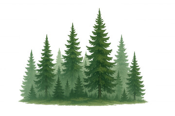 Fototapeta premium Evergreen forest trees with pine and spruce vegetation, green woodland nature, watercolor drawing, transparent background