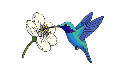 Obraz premium illustration of a hummingbird with blue and green plumage, feeding from a white flower.