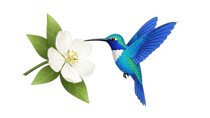 Obraz premium blue and green hummingbird hovers near a delicate white flower with green leaves.