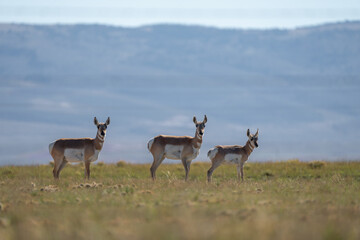 Group of Antilocapra in the field