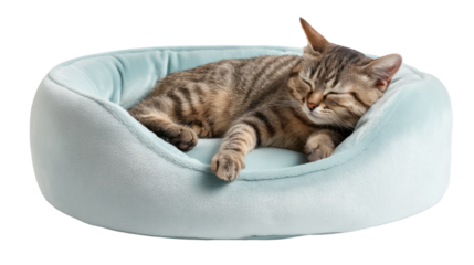 Tabby cat sleeping peacefully in a soft blue pet bed isolated on transparent background