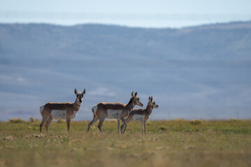 Group of Antilocapra in the field