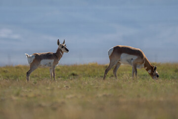 couple of Antilocapra in the field