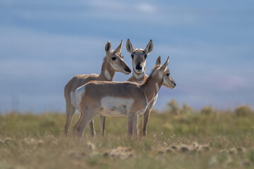 Group of Antilocapra in the field