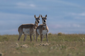 couple of Antilocapra in the field