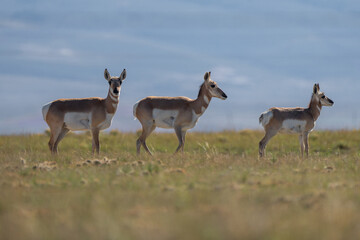 Group of Antilocapra in the field