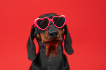 A stylish dachshund wearing heart-shaped sunglasses poses against a vibrant red background, embodying a fun and playful valentine's day theme.