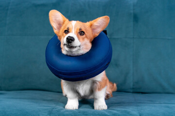 Adorable corgi wearing a blue recovery collar while sitting on a matching blue sofa, symbolizing veterinary care and pet recovery at home.