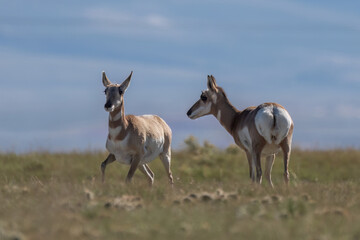 couple of Antilocapra in the field