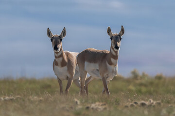 Couple of Antilocapra in the field